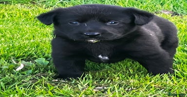 Borador dogs - Advert 6