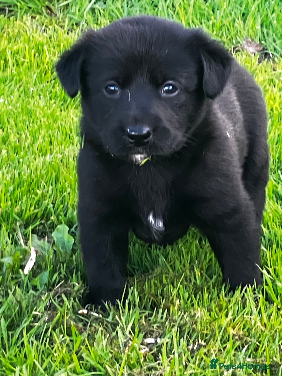 Borador dogs for sale: Collie X Labrador Puppies  - Image 3