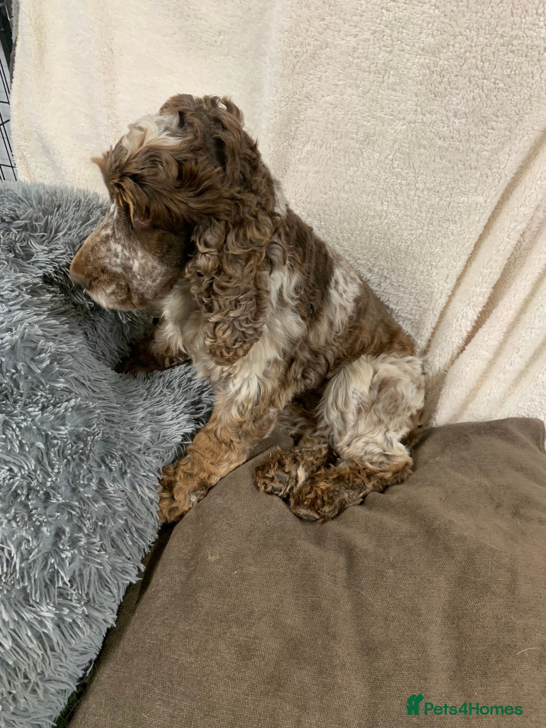 Cocker Spaniel dogs for stud: Extensively Health Tested Stud  in Wisbech - Advert 4