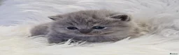 British Shorthair cats for sale: Stunning British shorthair kittens  - Advert 19