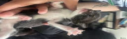 Mixed Breed cats for sale: 3 gorgeous kittens - Advert 27