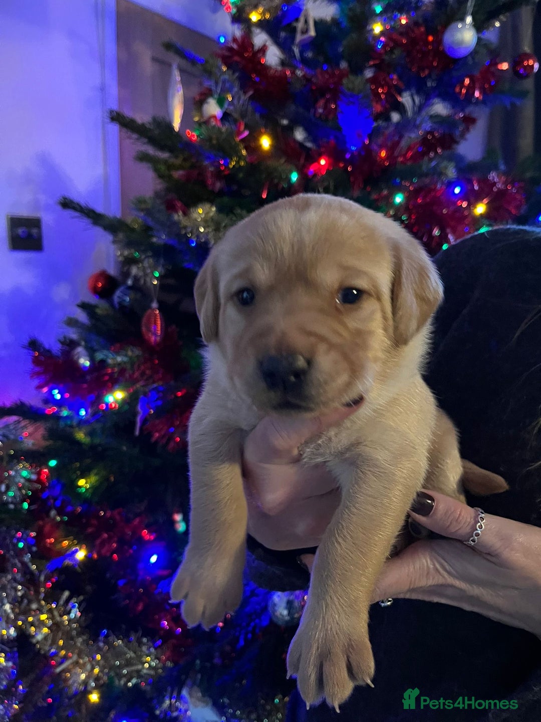 Labrador Retriever dogs for sale: KENNEL CLUB REGISTERED LABRADOR PUPPIES  - Advert 13