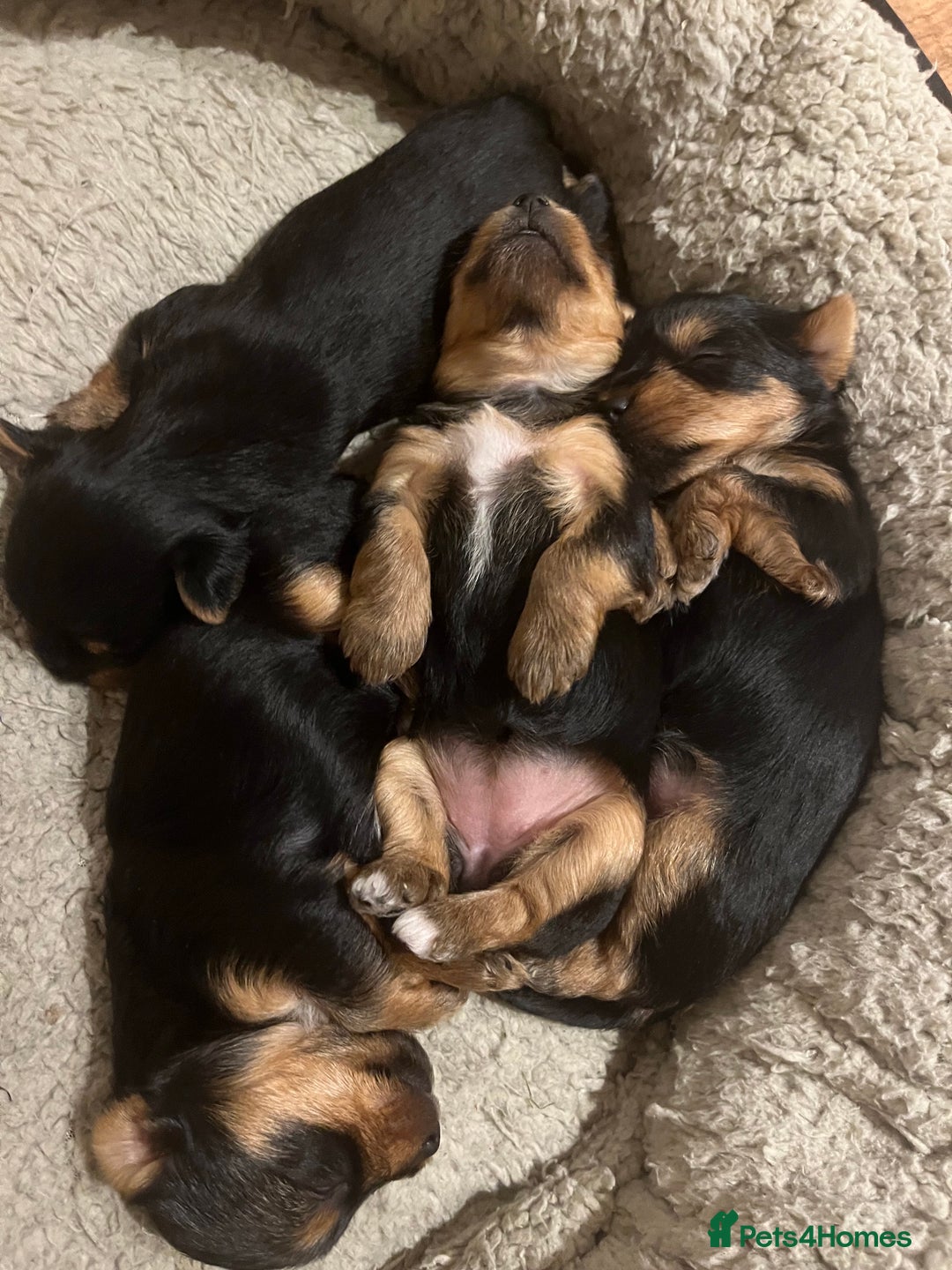 Yorkshire Terrier dogs for sale: Information  - Advert 4