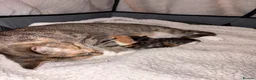 Domestic Shorthair cats for sale: 2 kittens looking for forever home! - Advert 14