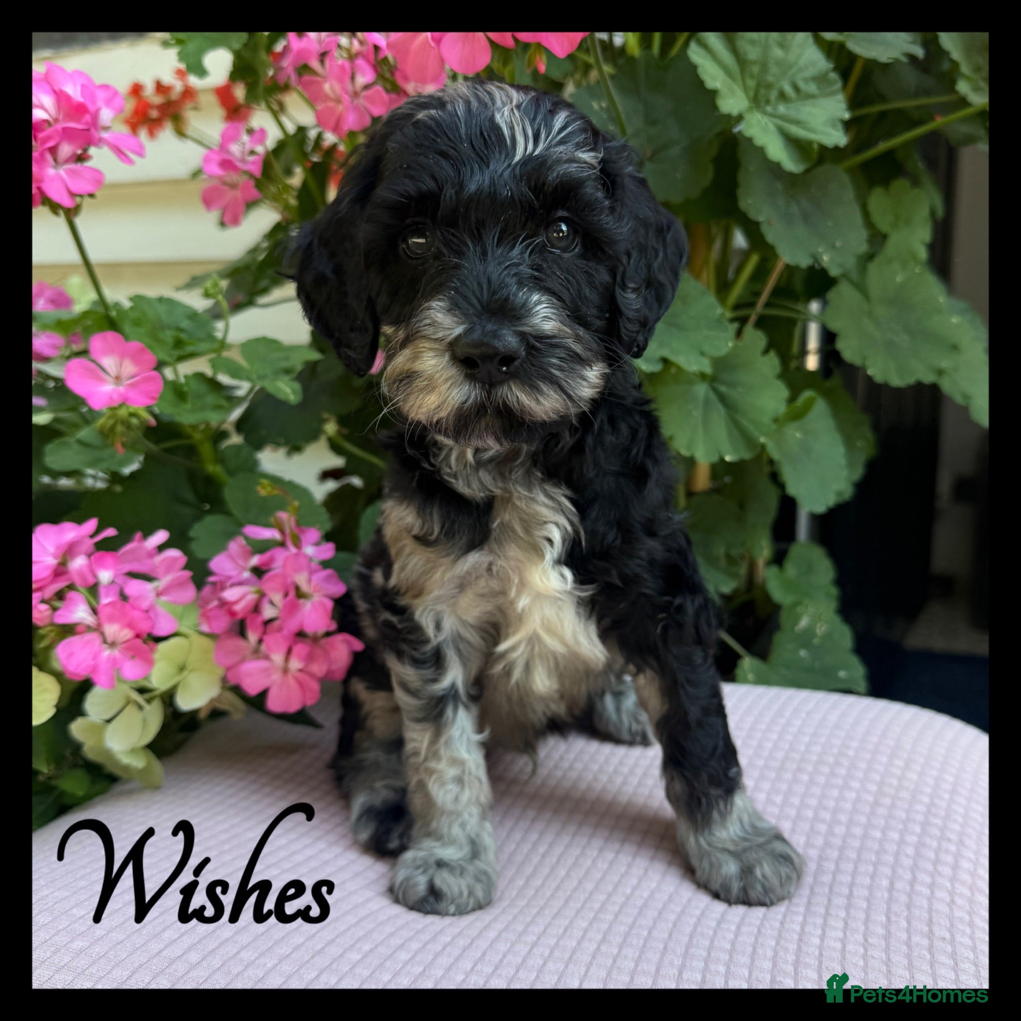 Labradoodle dogs 🌈CAN STAY FOR UPCOMING HOLS🌈OUTSTANDING PUPS🌈 - Advert 1