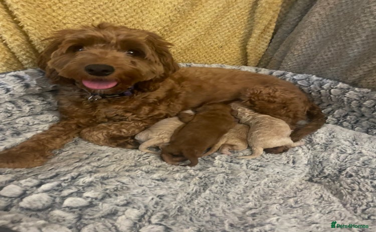 Cockapoo dogs - Advert 7