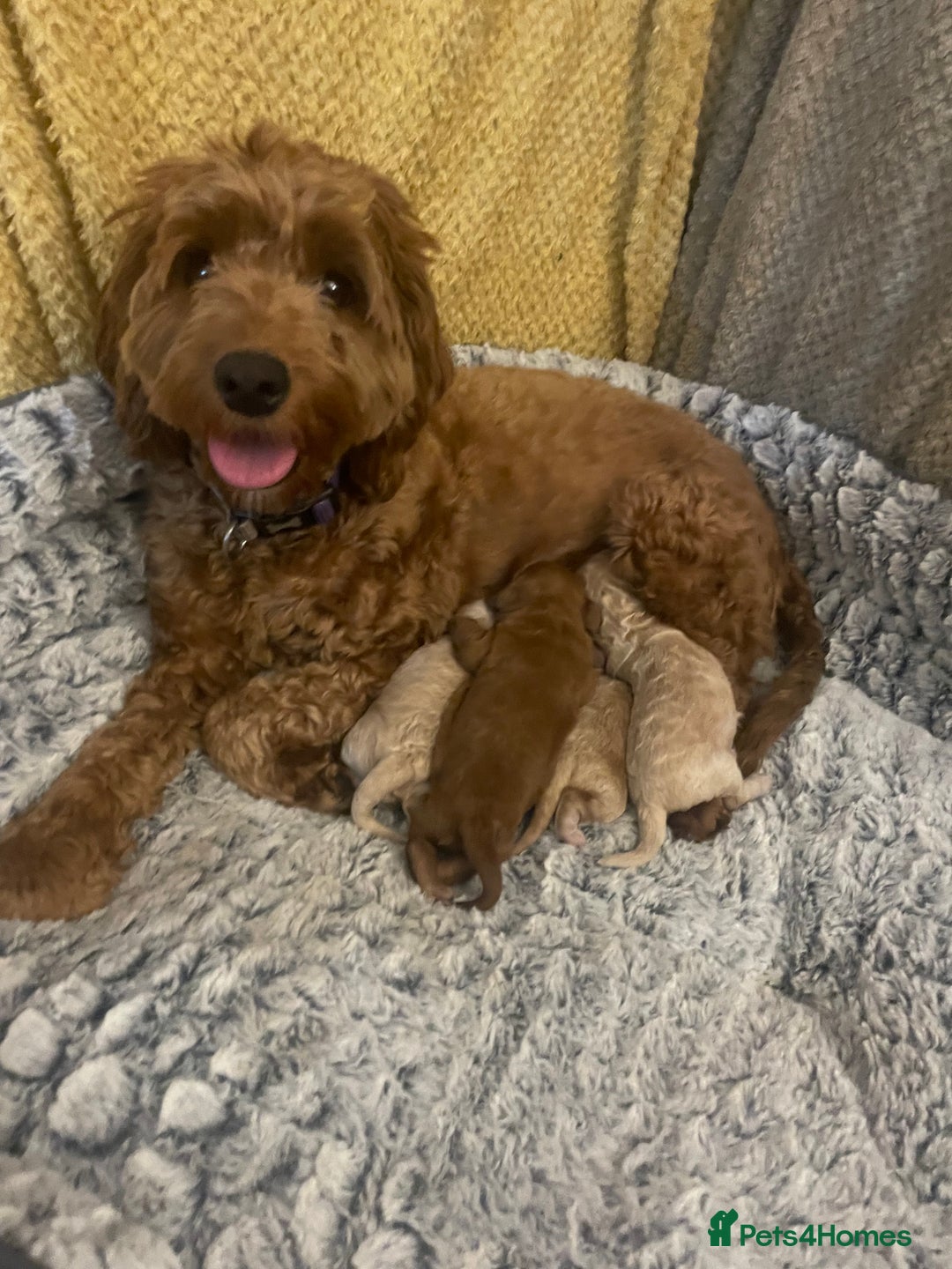 Cockapoo dogs for sale: Stunning F2 Champagne Female Cockapoo PRA CLEAR  - Image 3