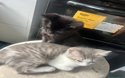 British Shorthair cats for sale: British shorthair mix - Image 3