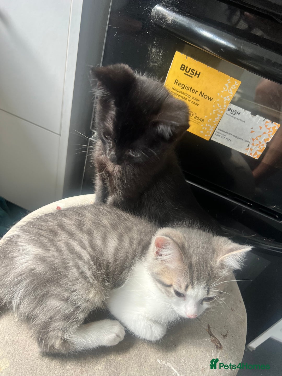British Shorthair cats for sale: British shorthair mix - Image 3
