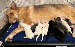 German Shepherd dogs for sale: Long haired white German Shepherd female  - Image 3
