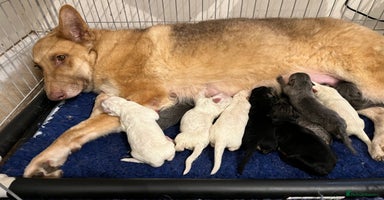 German Shepherd dogs - Advert 5