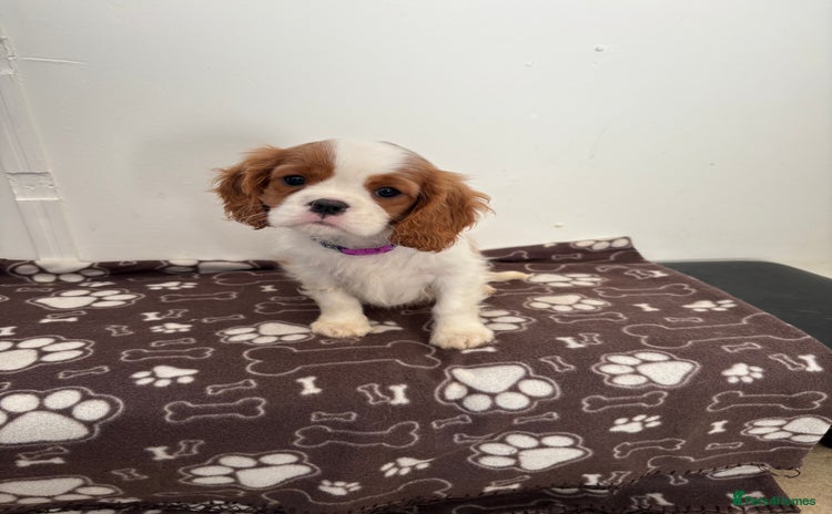 Cavalier King Charles Spaniel dogs - Advert 1
