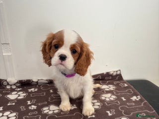 Cavalier King Charles Spaniel dogs - Advert 4