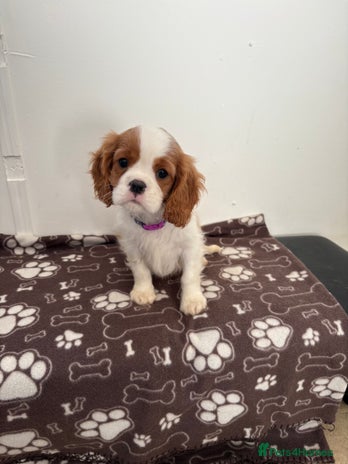 Cavalier King Charles Spaniel dogs - Advert 2