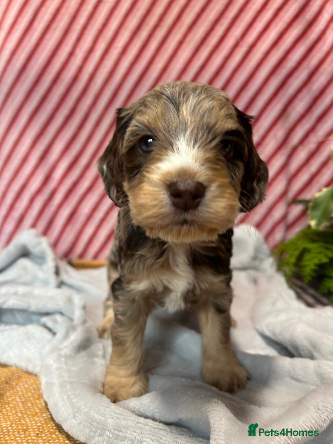 Cockapoo dogs for sale: Cute F1 cockapoo puppies  - Advert 12