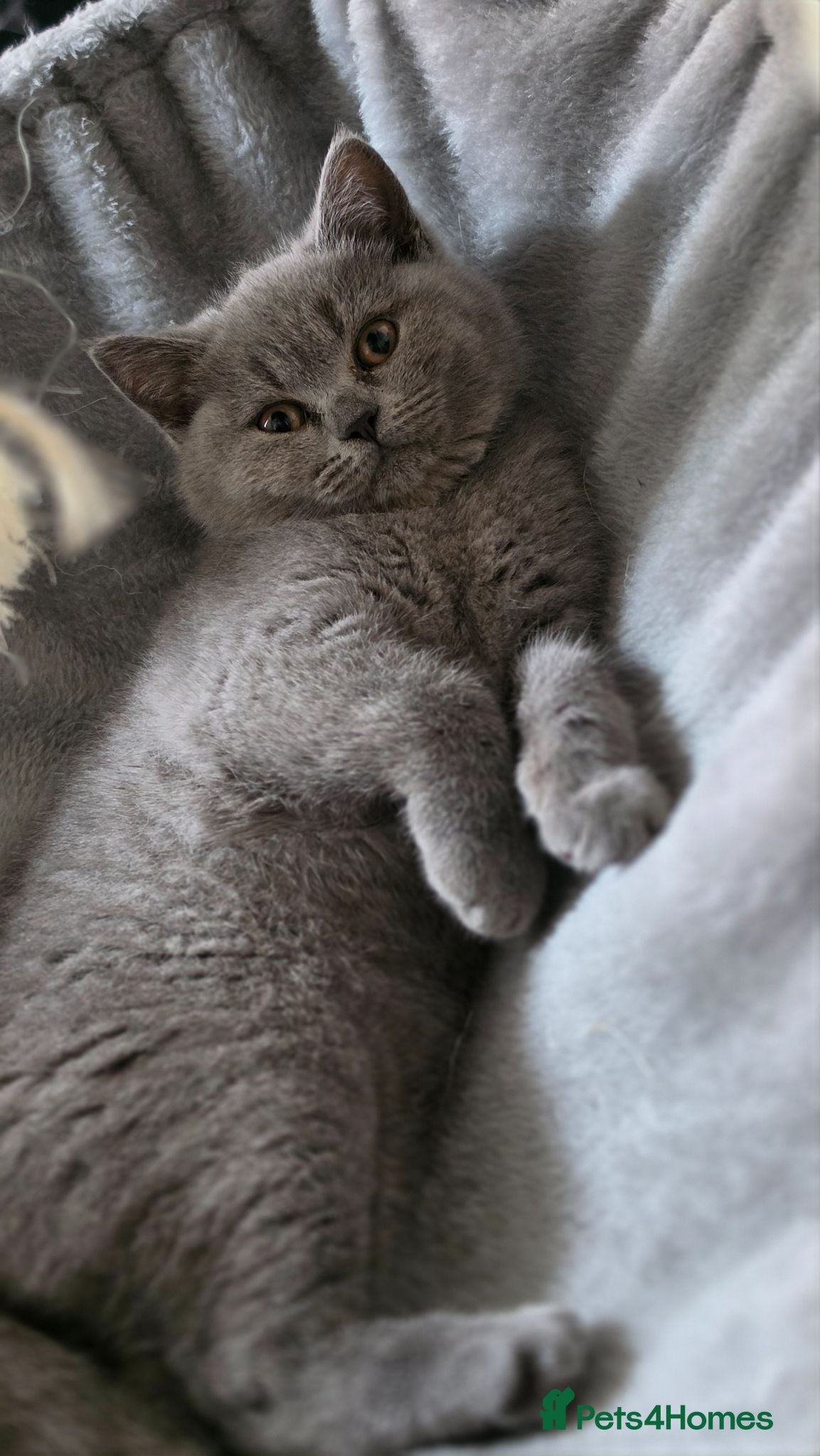 British Shorthair cats GCCF ACTIVE KITTENS‼️ READY TO LEAVE‼️ - Advert 2