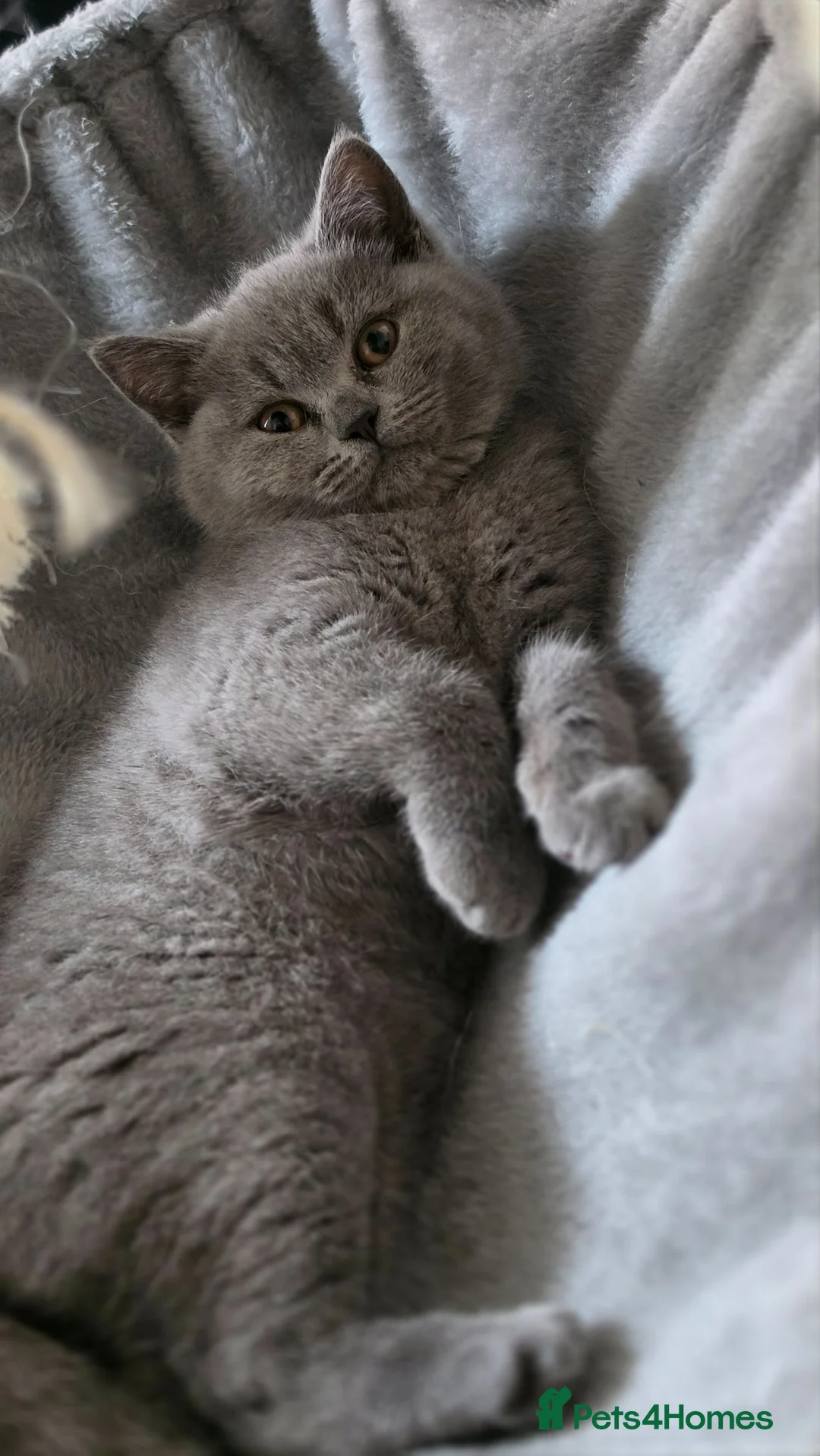British Shorthair cats for sale:     🐾 Premium British Shorthair Kittens - Advert 1