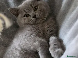 British Shorthair cats GCCF ACTIVE KITTENS‼️ READY TO LEAVE‼️ - Advert 2