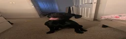 Labrador Retriever dogs for sale: 3 year old Black Labrador  in Stockport - Advert 4