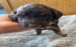 Cockapoo dogs for sale: Taking Genuine Enquired Phantom Female Cockapoo - Image 19