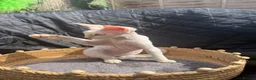 Devon Rex cats for sale:  Sorell – TheLittle Shadow Who Steals Your Heart  - Advert 9