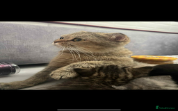 Scottish Fold cats for sale: 😻Cutest boy ever 😻 - Image 3