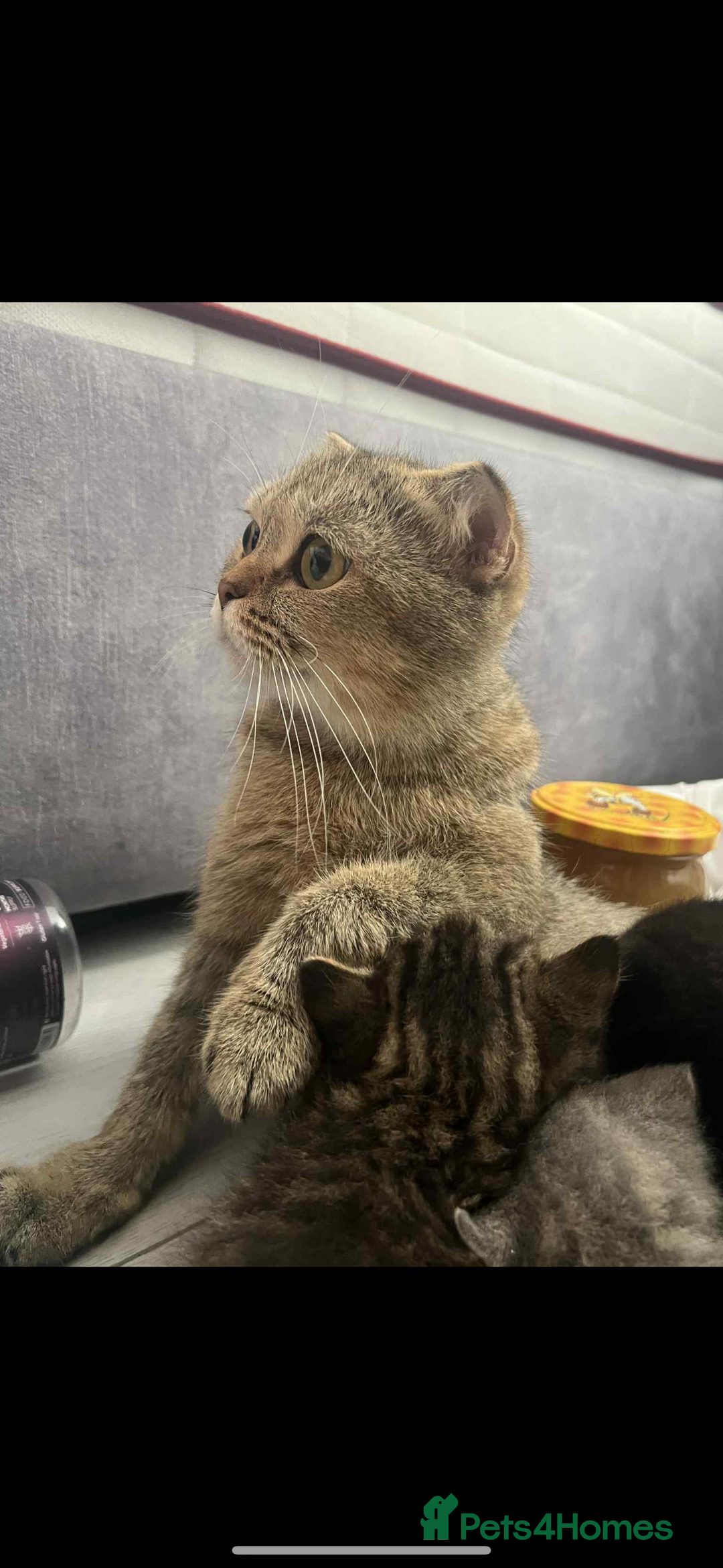 Scottish Fold cats for sale: 😻Cutest boy ever 😻 - Image 3