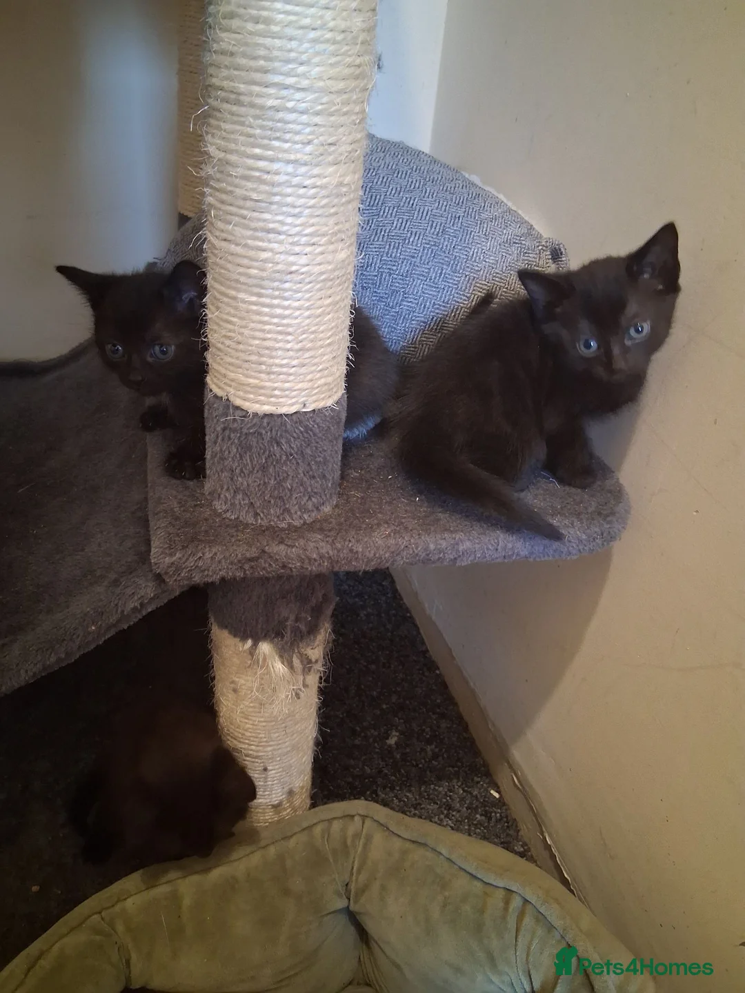 Mixed Breed cats for sale: Kittens for good home  in Neath - Advert 3
