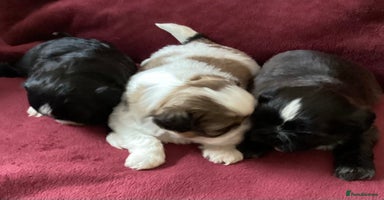 Shih Tzu dogs - Advert 5