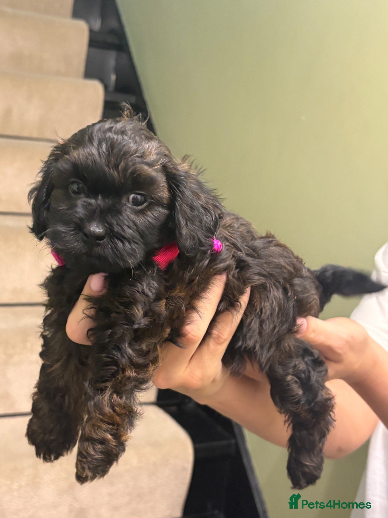 Shihpoo dogs Adorable F1B Shihpoo puppies ready 9/8/26 🧸🤎🐾 - Advert 4