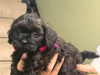 Shihpoo dogs Adorable F1B Shihpoo puppies ready 9/8/26 🧸🤎🐾 - Advert 4