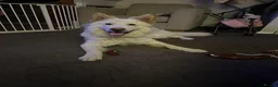 German Shepherd dogs for sale: White German Shepherd ready for rehoming in Selby - Advert 3