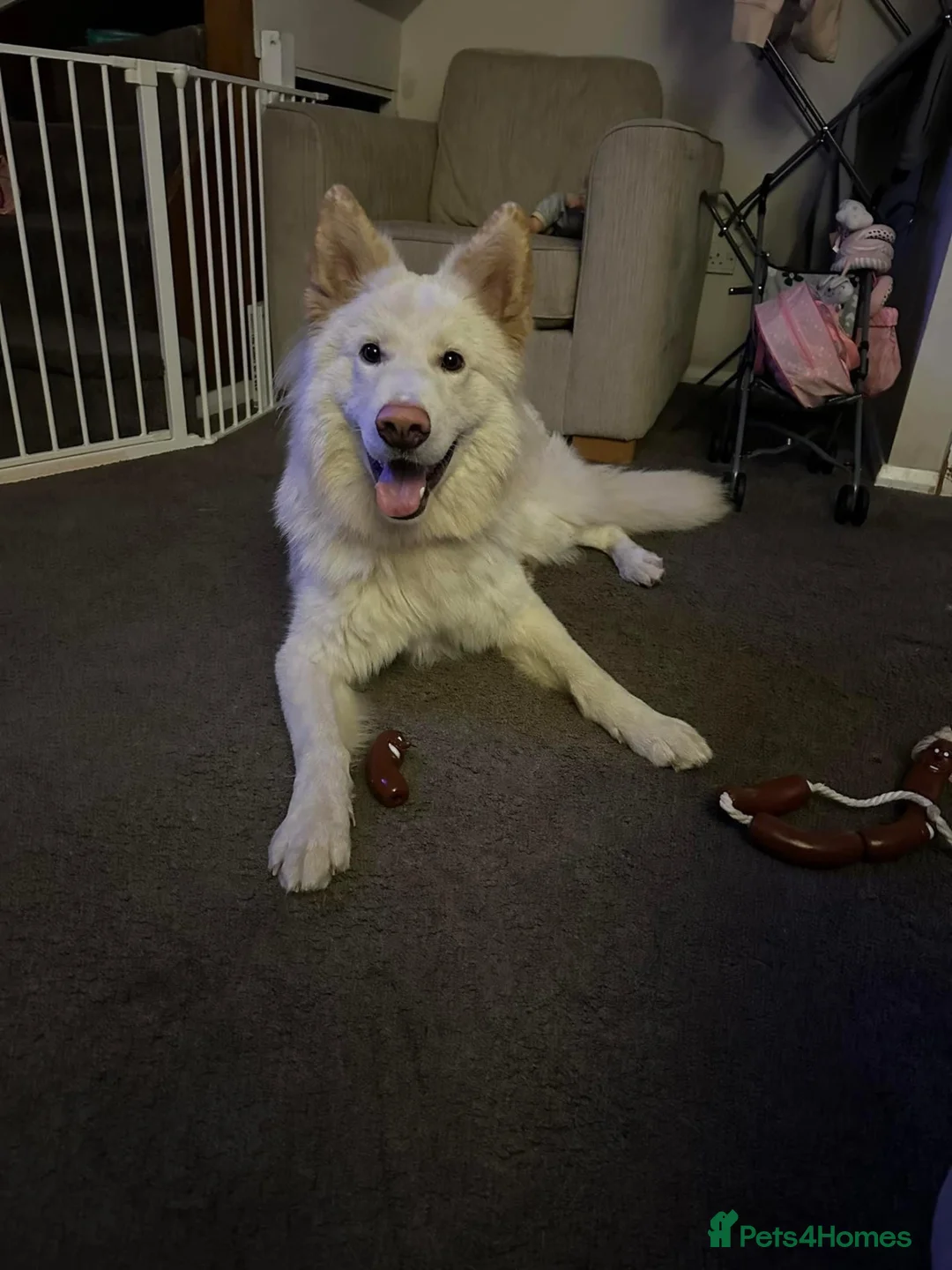 German Shepherd dogs for sale: White German Shepherd ready for rehoming in Selby - Advert 3