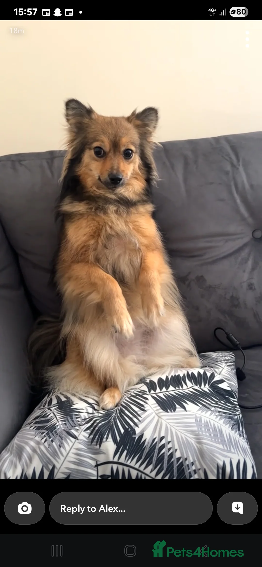 Mixed Breed dogs for sale: Pomeranian in Manchester - Advert 4