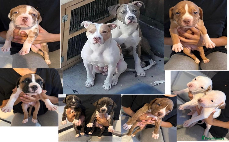 Mixed Breed dogs - Advert 12