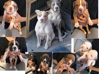 Mixed Breed dogs - Advert 16