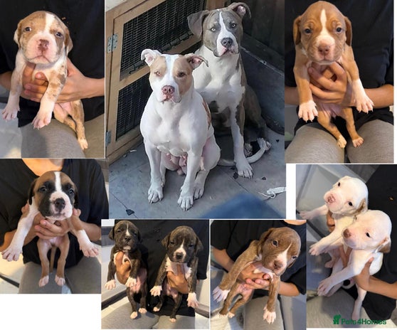 Mixed Breed dogs - Advert 6