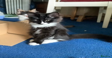 Norwegian Forest Cat cats - Advert 6