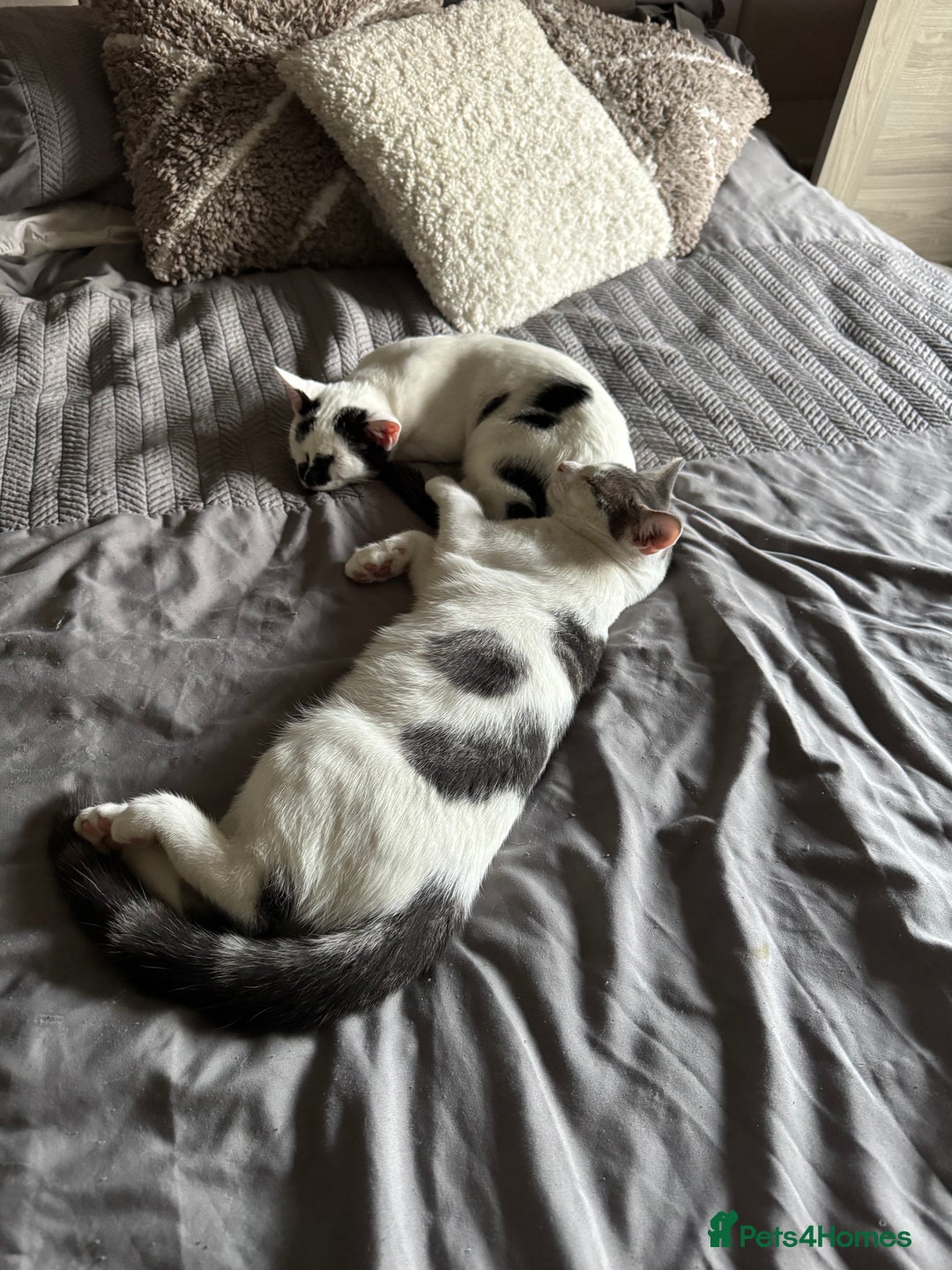 Mixed Breed cats for sale: 2 male kittens  - Image 3