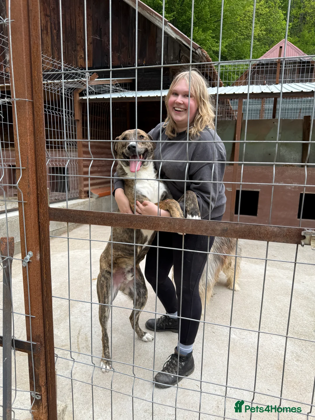 Mixed Breed dogs for adoption: Oak is looking for a family! in Brighton - Advert 9