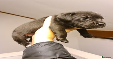 Staffordshire Bull Terrier dogs - Advert 10