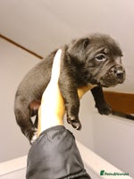 Staffordshire Bull Terrier dogs - Advert 10