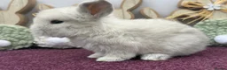 Mini Lop rabbits for sale: Mini lop boys and girls  - Advert 16