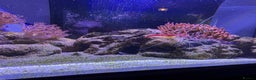 Angelfish fish for sale: Marine fish for sale  - Advert 3