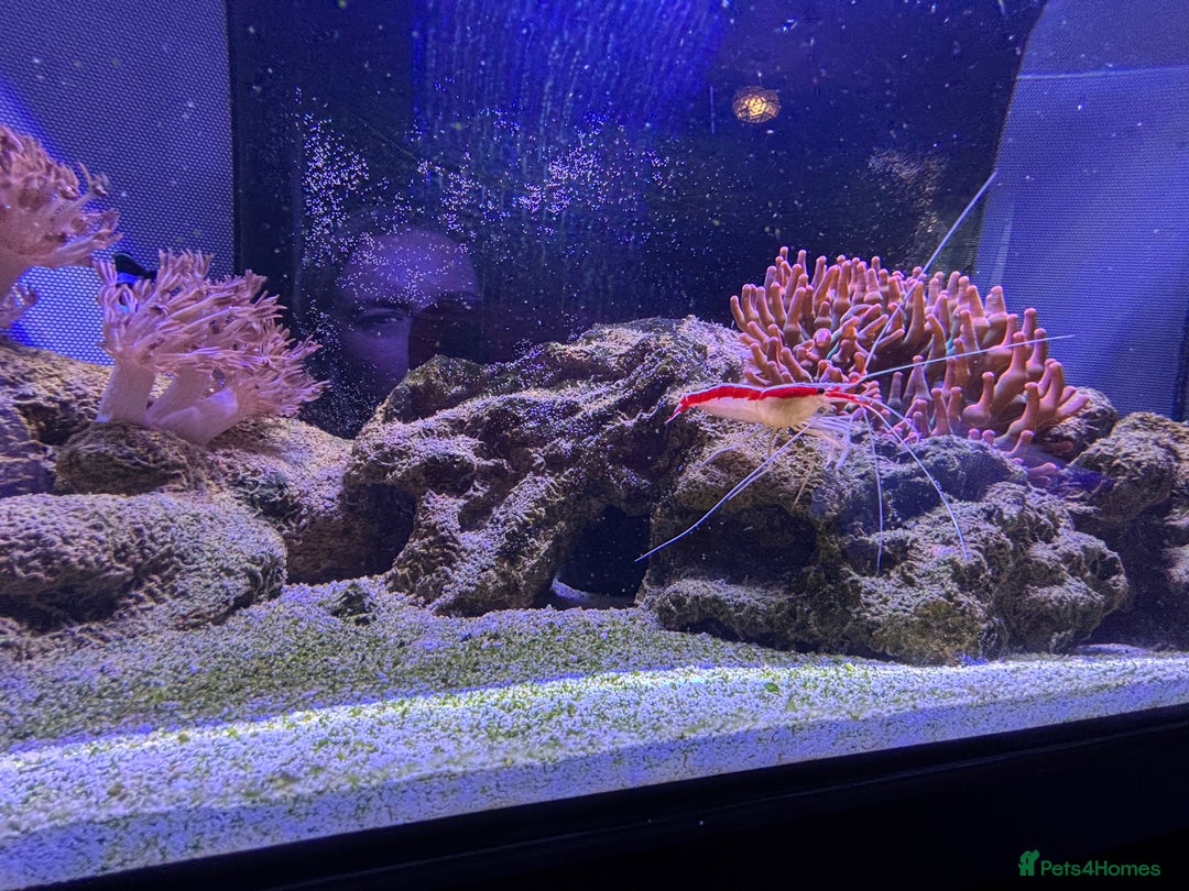 Angelfish fish for sale: Marine fish for sale  - Advert 3
