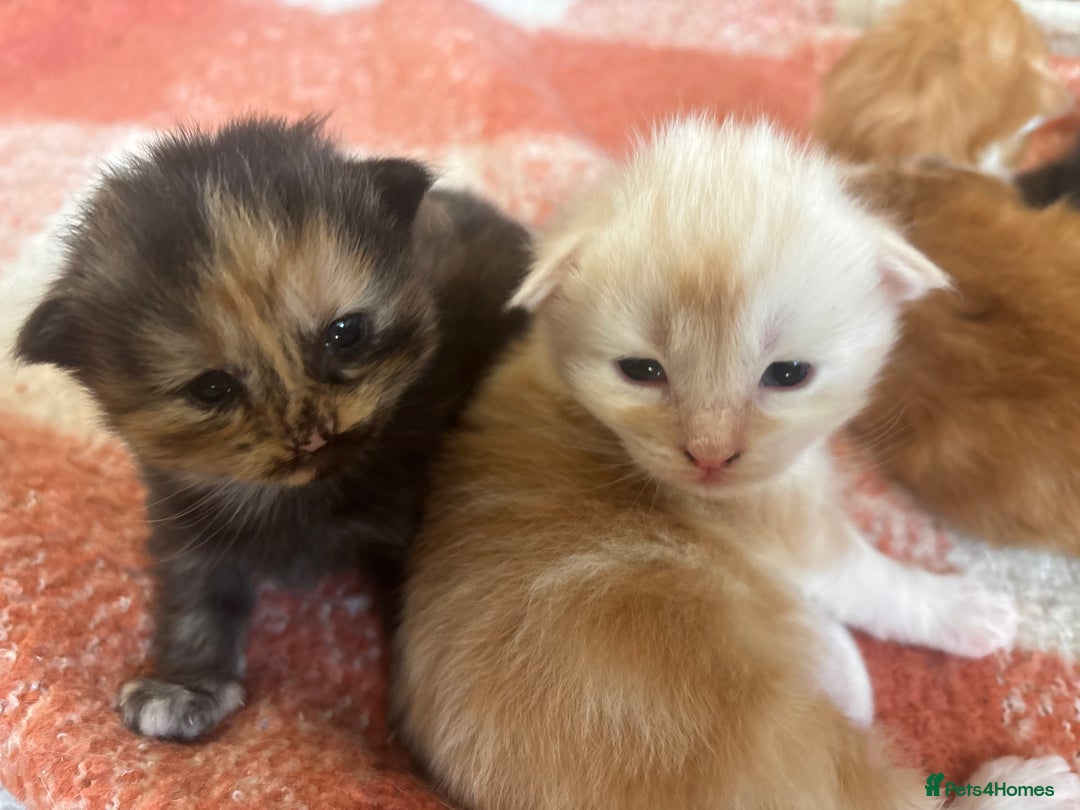 Maine Coon cats for sale: Maine coon kittens  - Advert 6