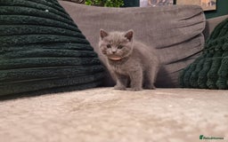 British Shorthair cats for sale: Beautiful chunky BSH kittens - Advert 14