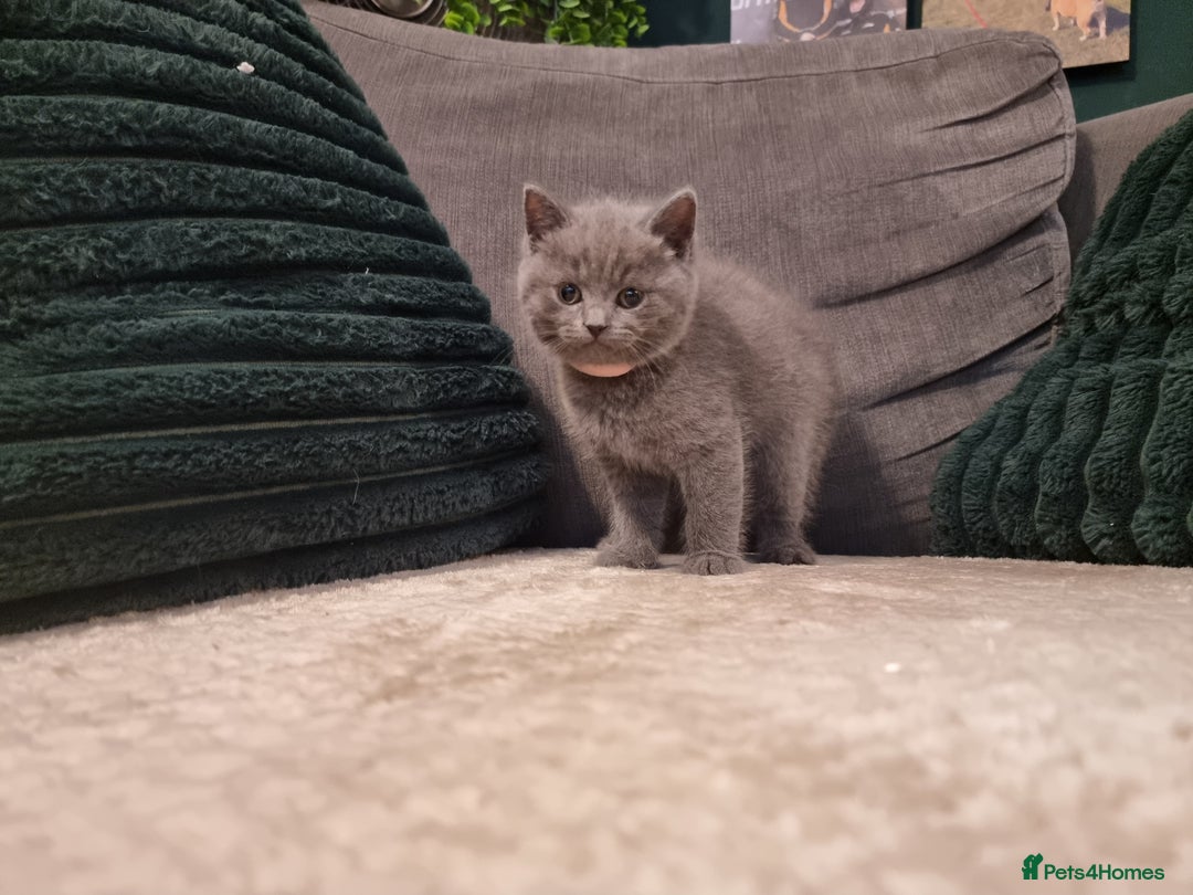 British Shorthair cats for sale: Beautiful chunky BSH kittens - Advert 14