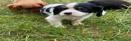 Cavalier King Charles Spaniel dogs for sale: Beautiful Cavalier Puppies Looking for Forever in Ashford - Advert 23