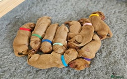 Labrador Retriever dogs for sale: Fox Red Labrador Retriever KC Registered puppies in Wetherby - Image 9